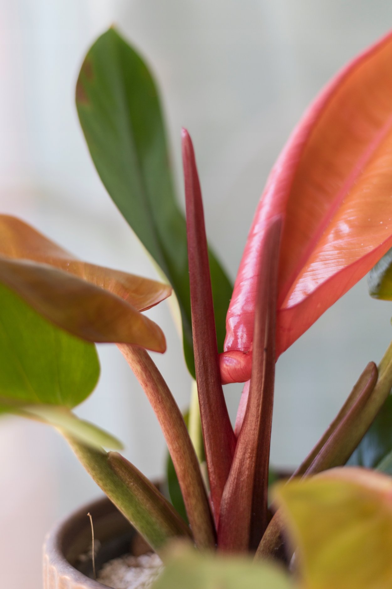 Филодендрон оранжевый принц