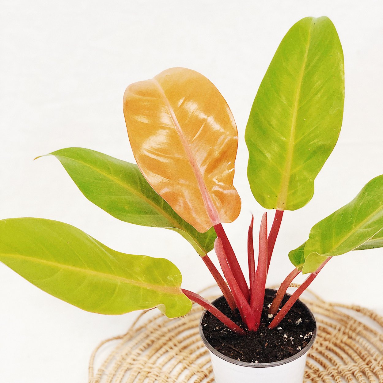 Филодендрон Orange