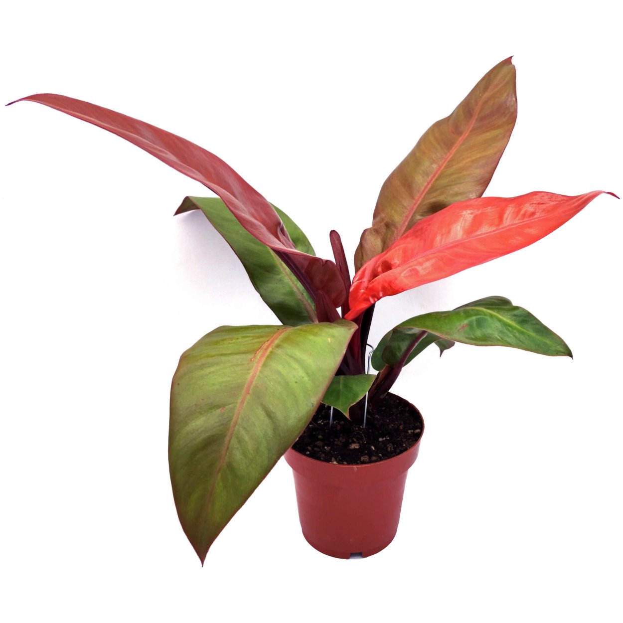 Филодендрон ред Сан d-12, 5626173