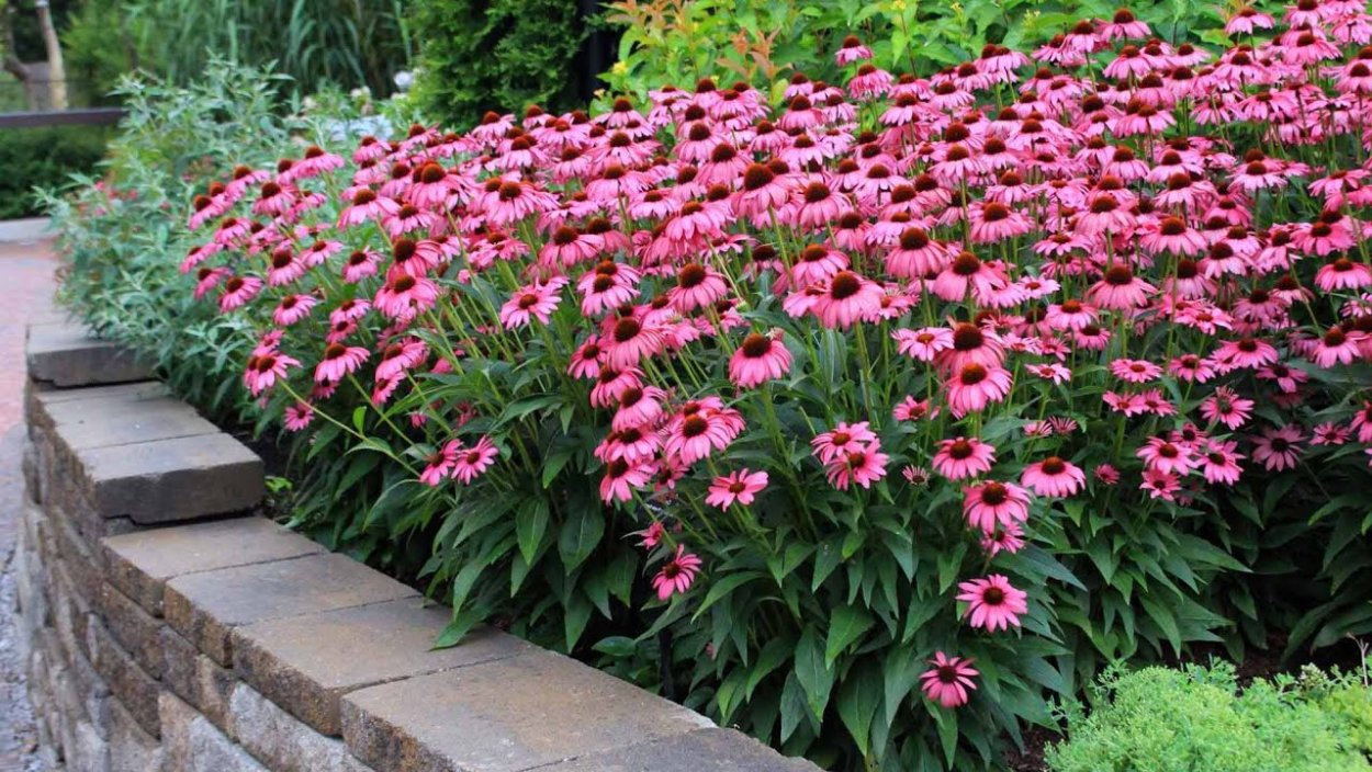 Эхинацея Пурпл Эмперор