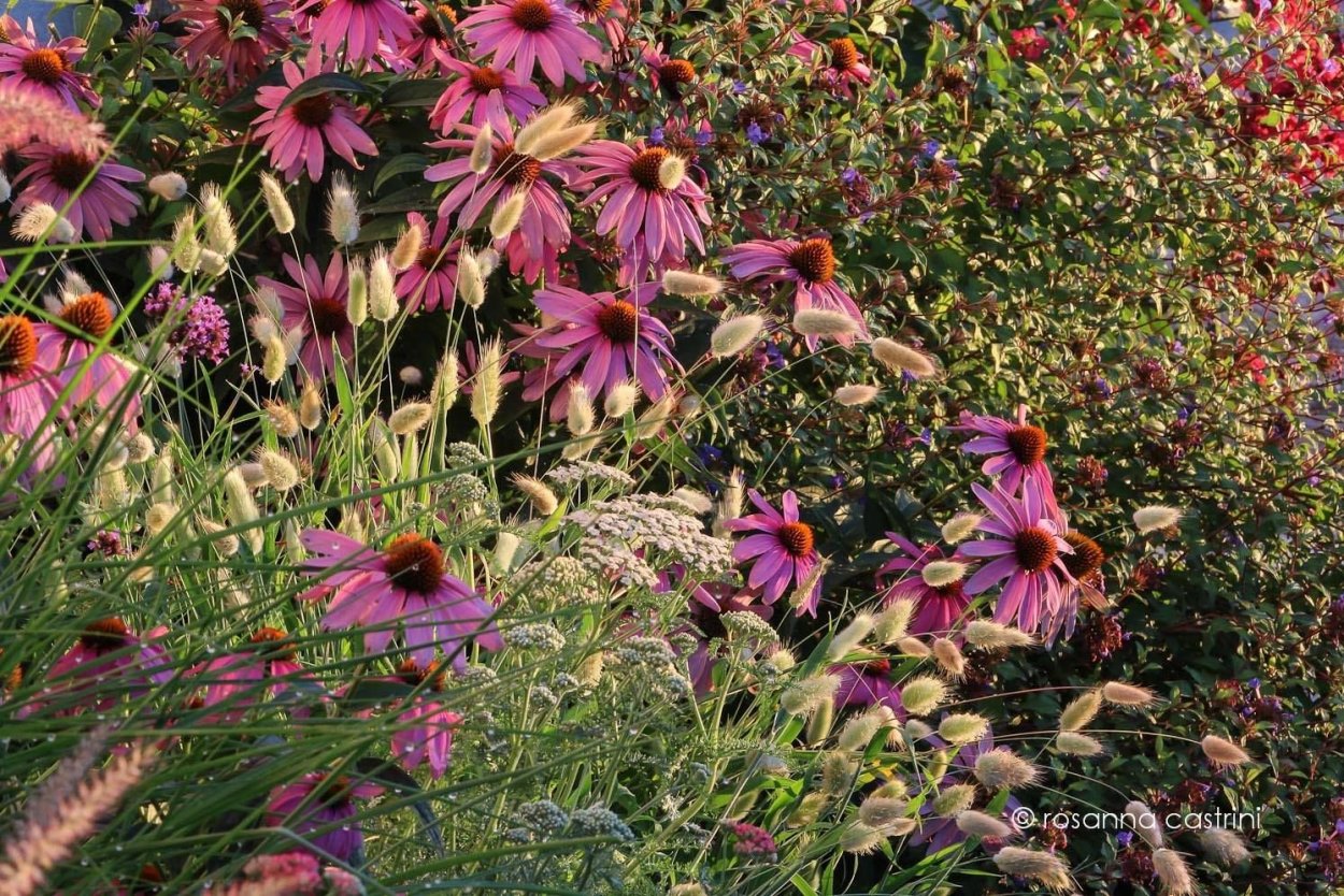 Эхинацея пурпурная Вейник