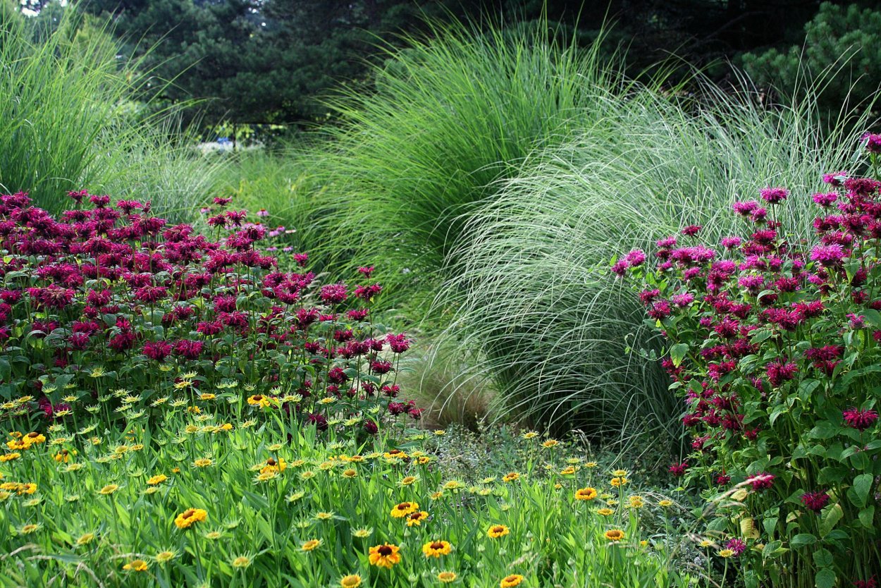 Миксбордер эхинацея тысячелистник