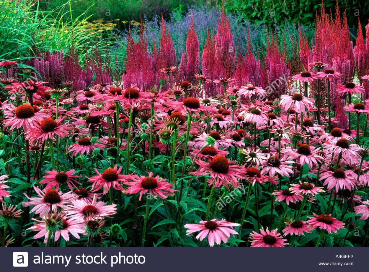 Эхинацея пурпурная Магнус