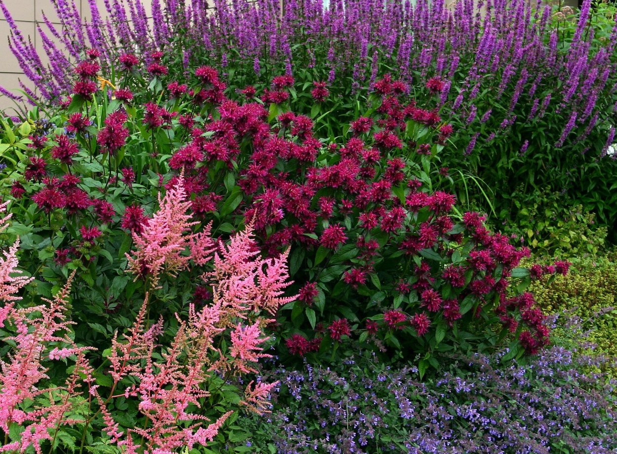 Астильба и монарда