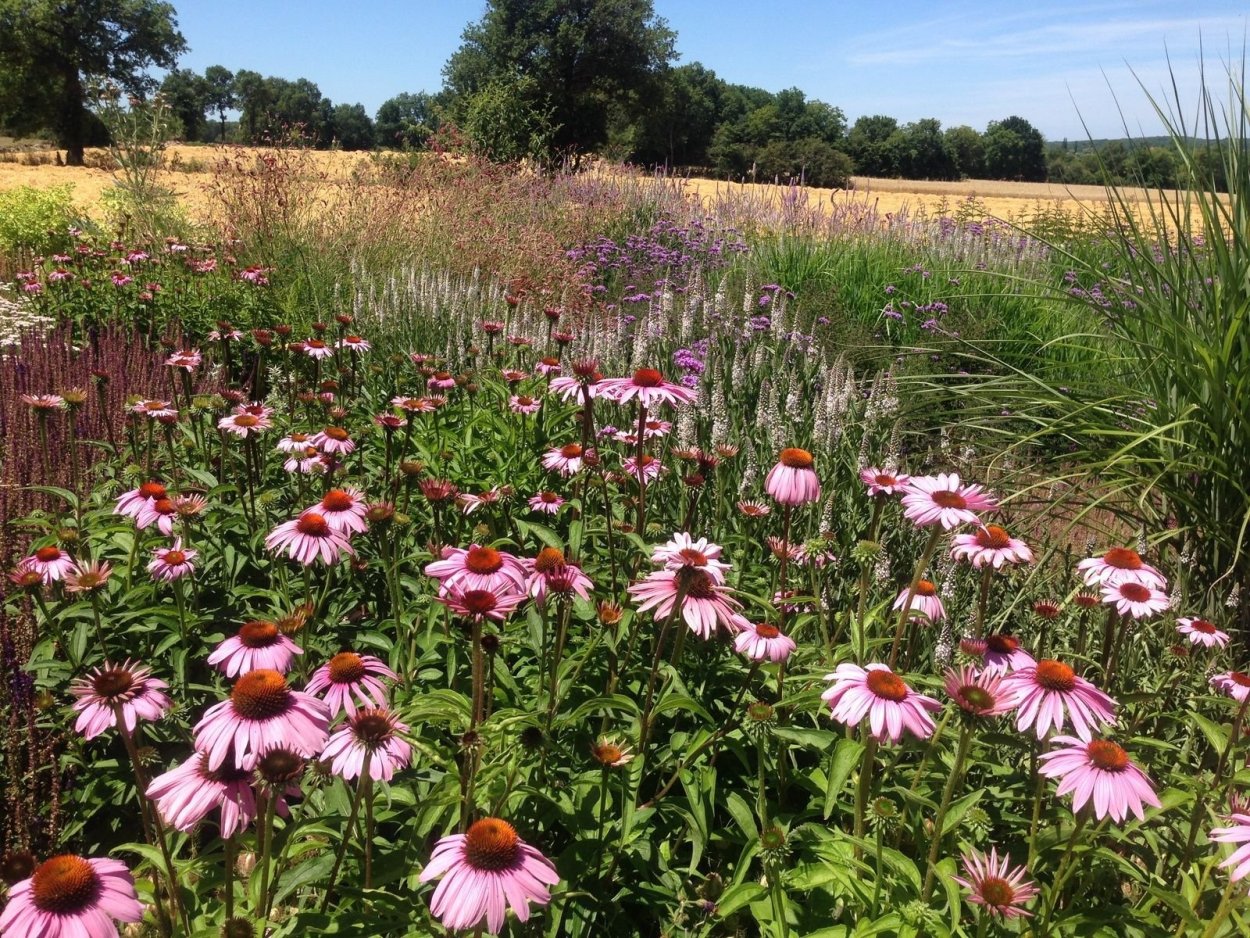 Эхинацея пурпурная Echinacea purpurea "Southern Belle"