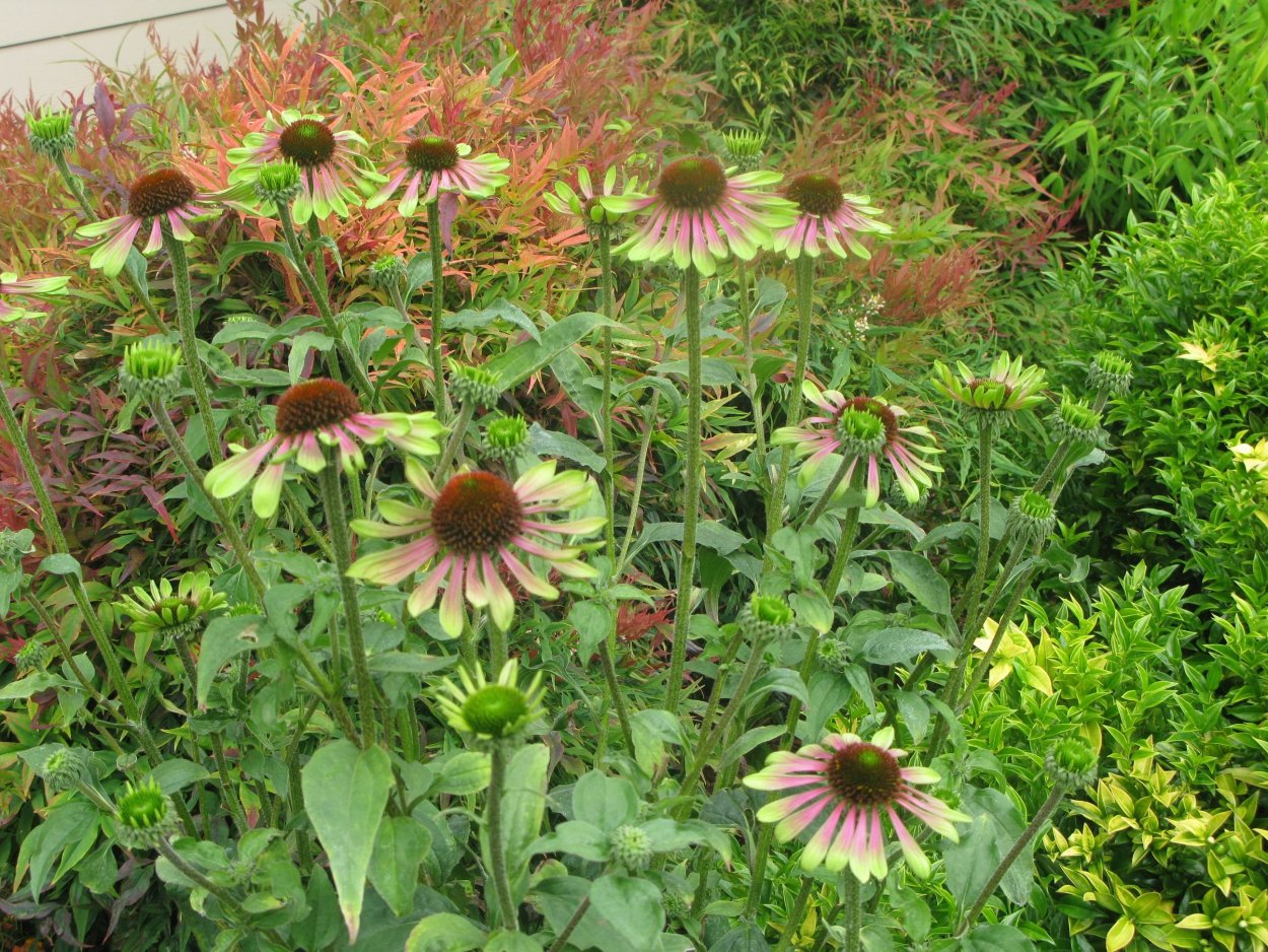 Эхинацея Caribbean Green