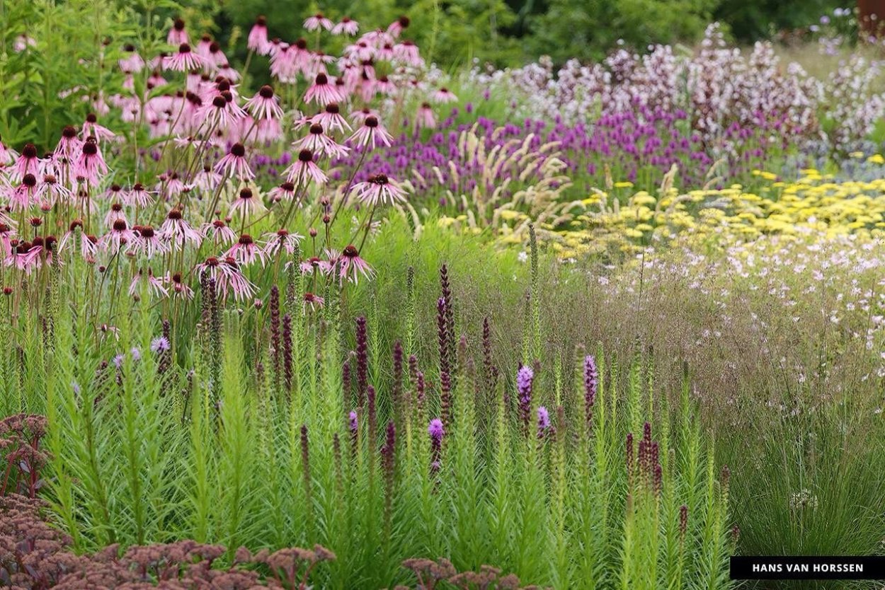 Тысячелистник пит Удольф