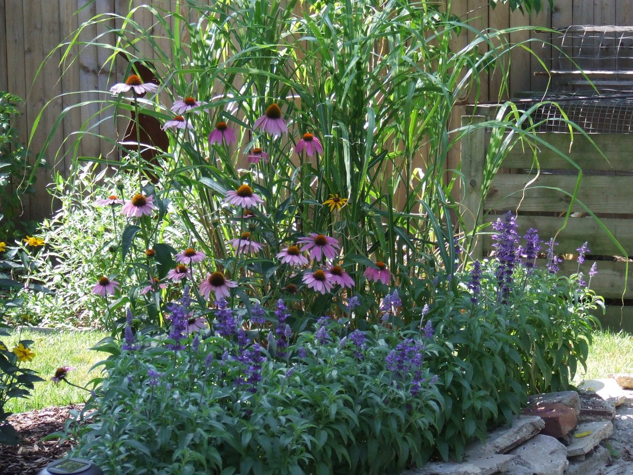 Котовник эхинацея шалфей