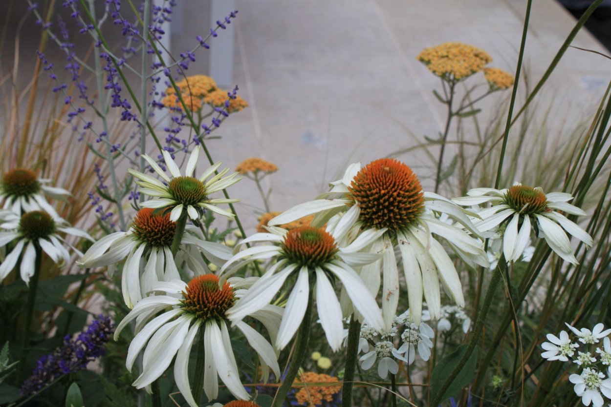 Эхинацея Уайт Свон в ландшафтном дизайне
