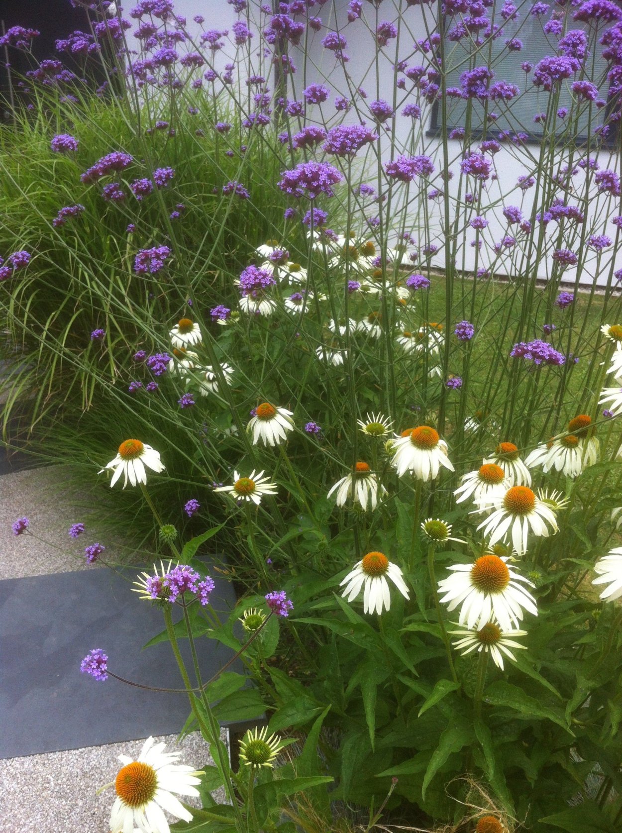 Эхинацея на клумбе