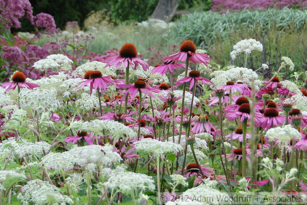 Цветок рудбекия тысячелистник