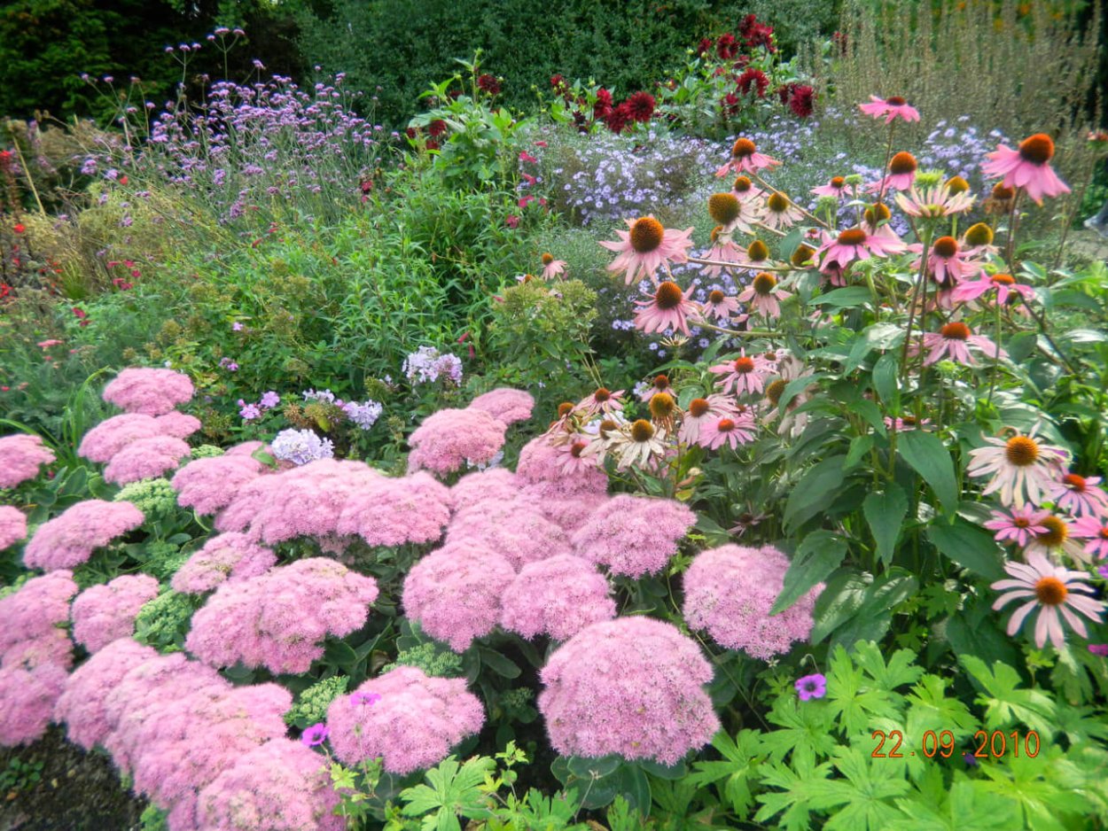 Гортензия и эхинацея