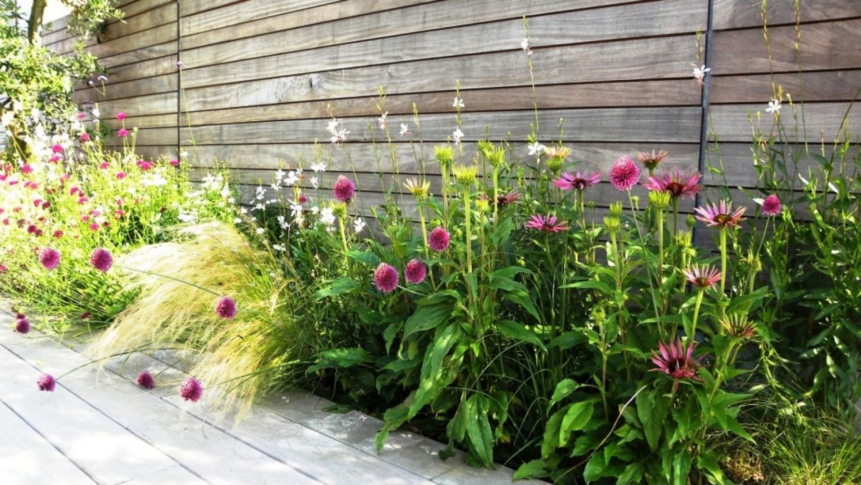 Веник с эхинацеей в ландшафтном дизайне фото