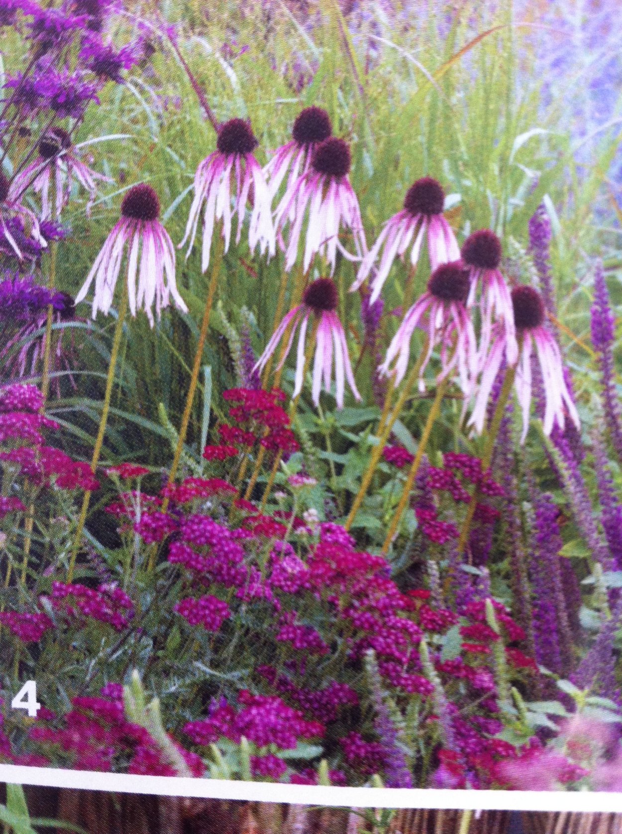 Монарда и эхинацея