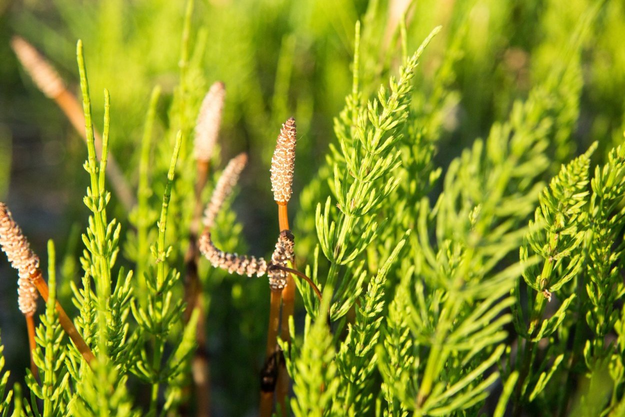 Ледой Хвощь