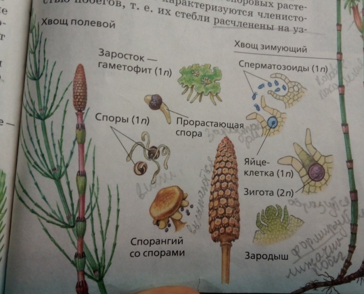 Спорангии хвоща полевого