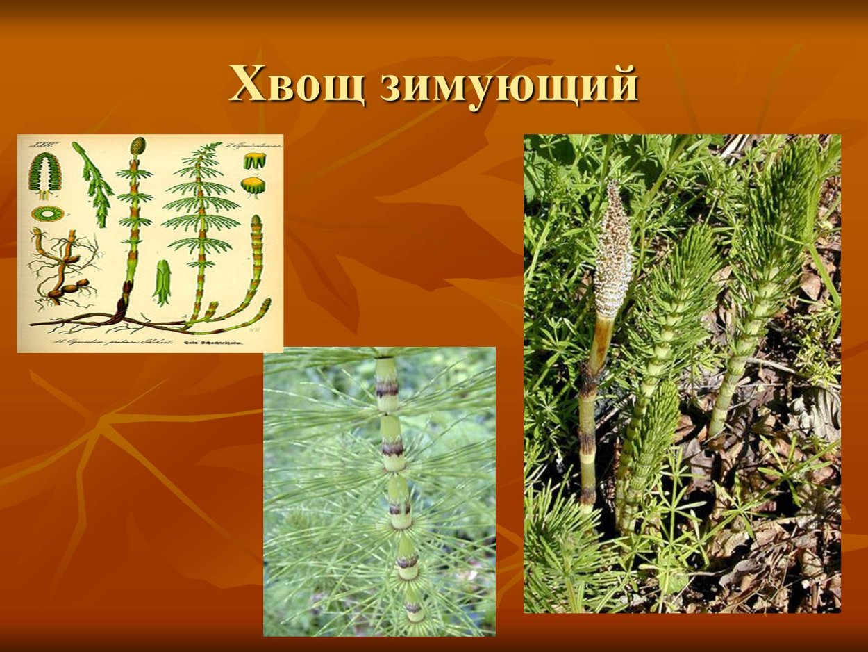 Форма стебля хвоща зимующего