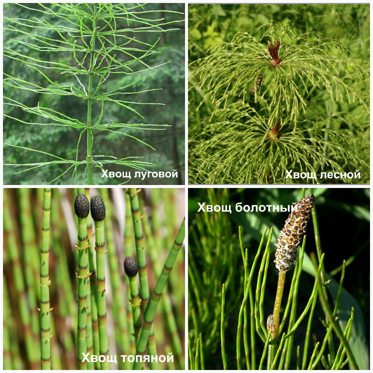 Хвощ Луговой Хвощевидные