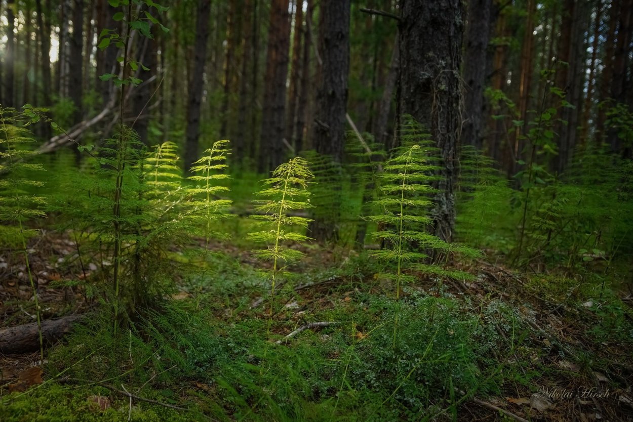Хвощ Лесной Разноспоровый