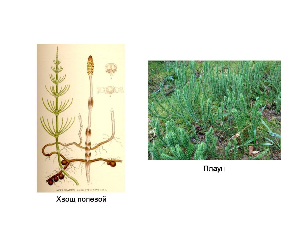 Хвощи папоротники плавуны