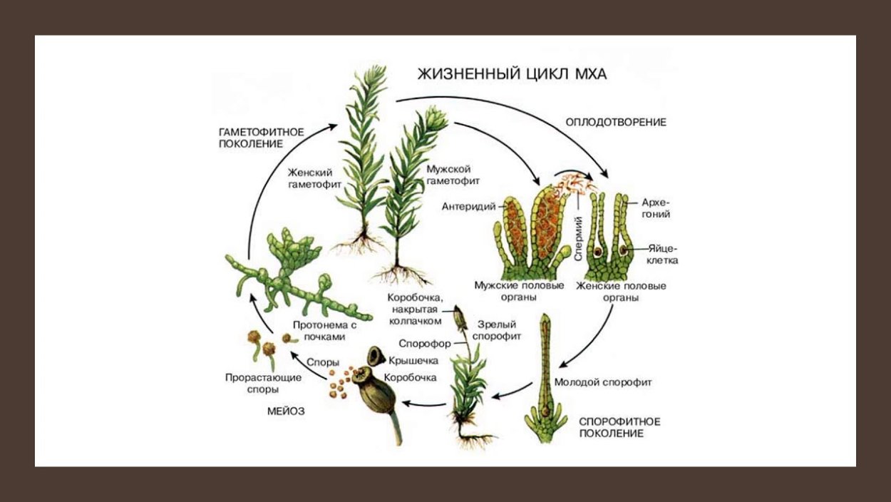 Жизненный цикл мха Кукушкин лен схема