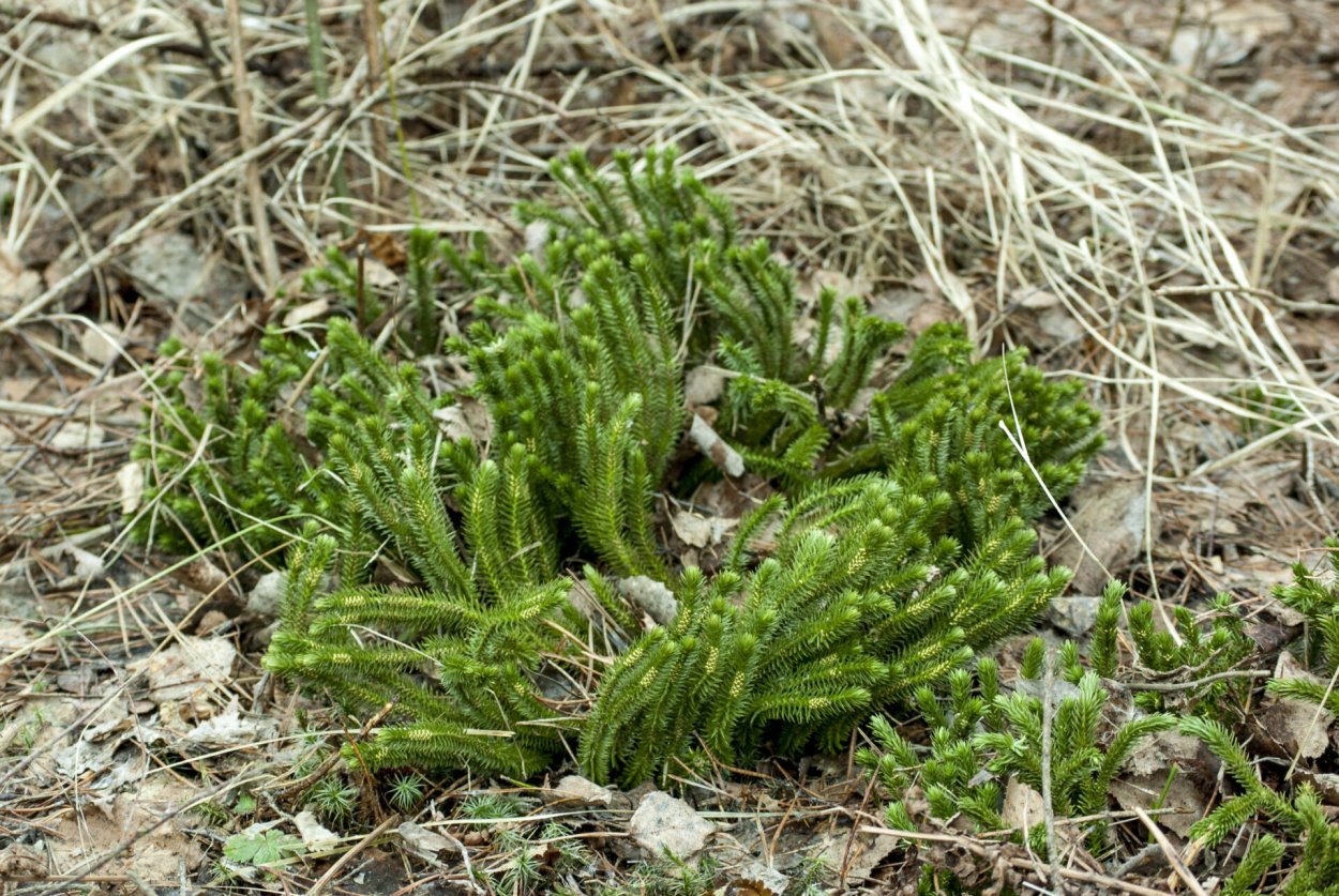 Плауны Сибири