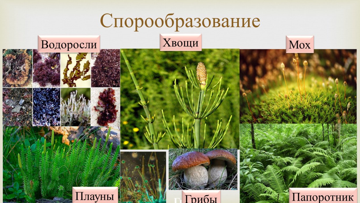 Спорообразование у мхов и папоротников