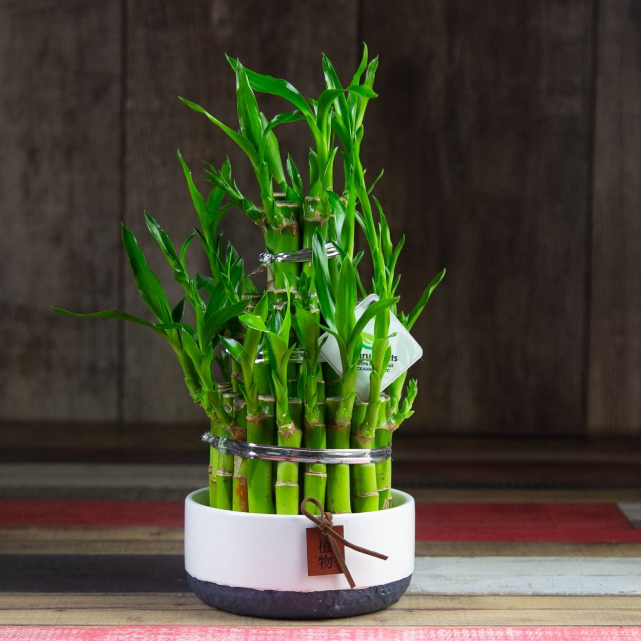 Драцена лаки бамбук