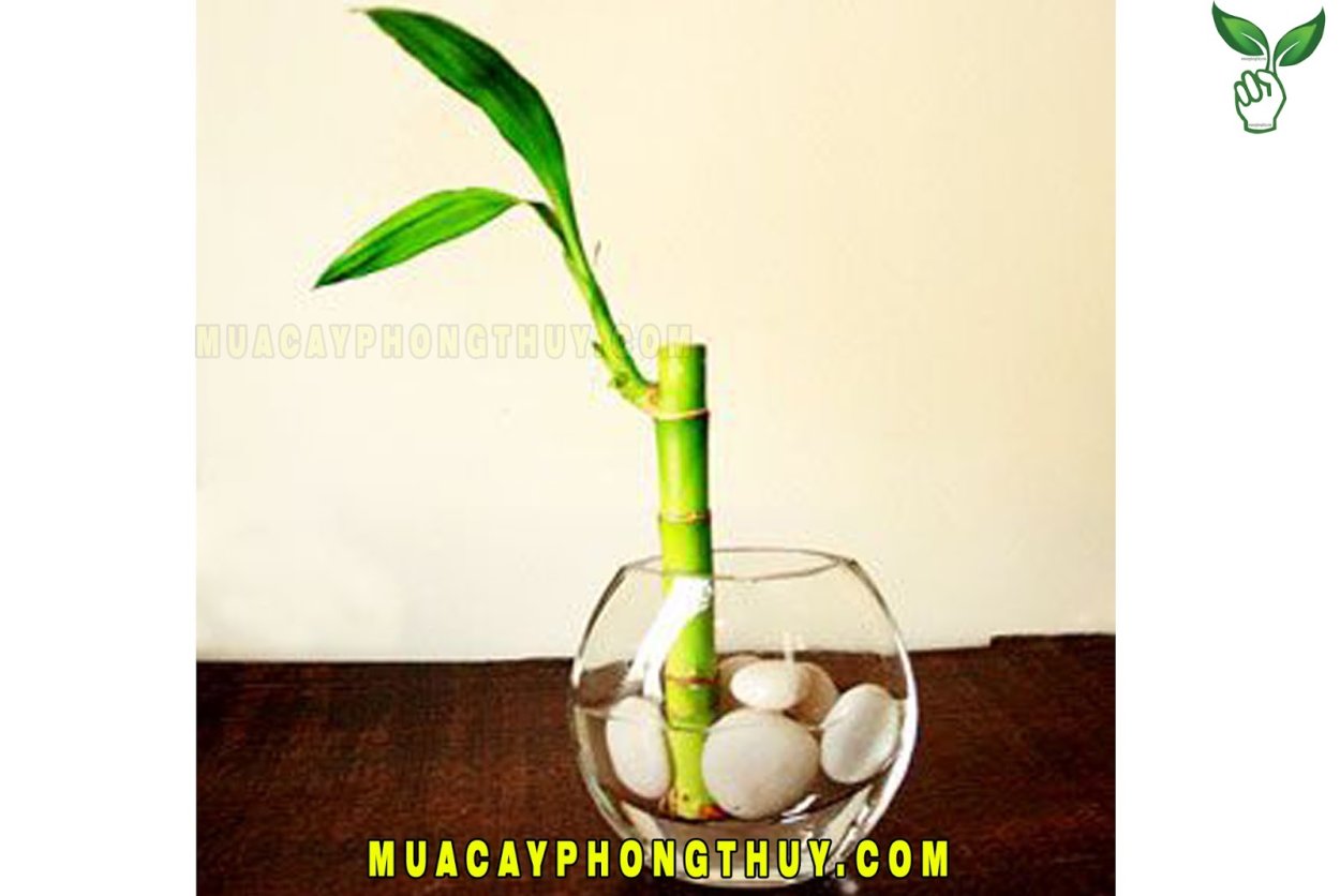 Высокие зеленые стебли в вазе