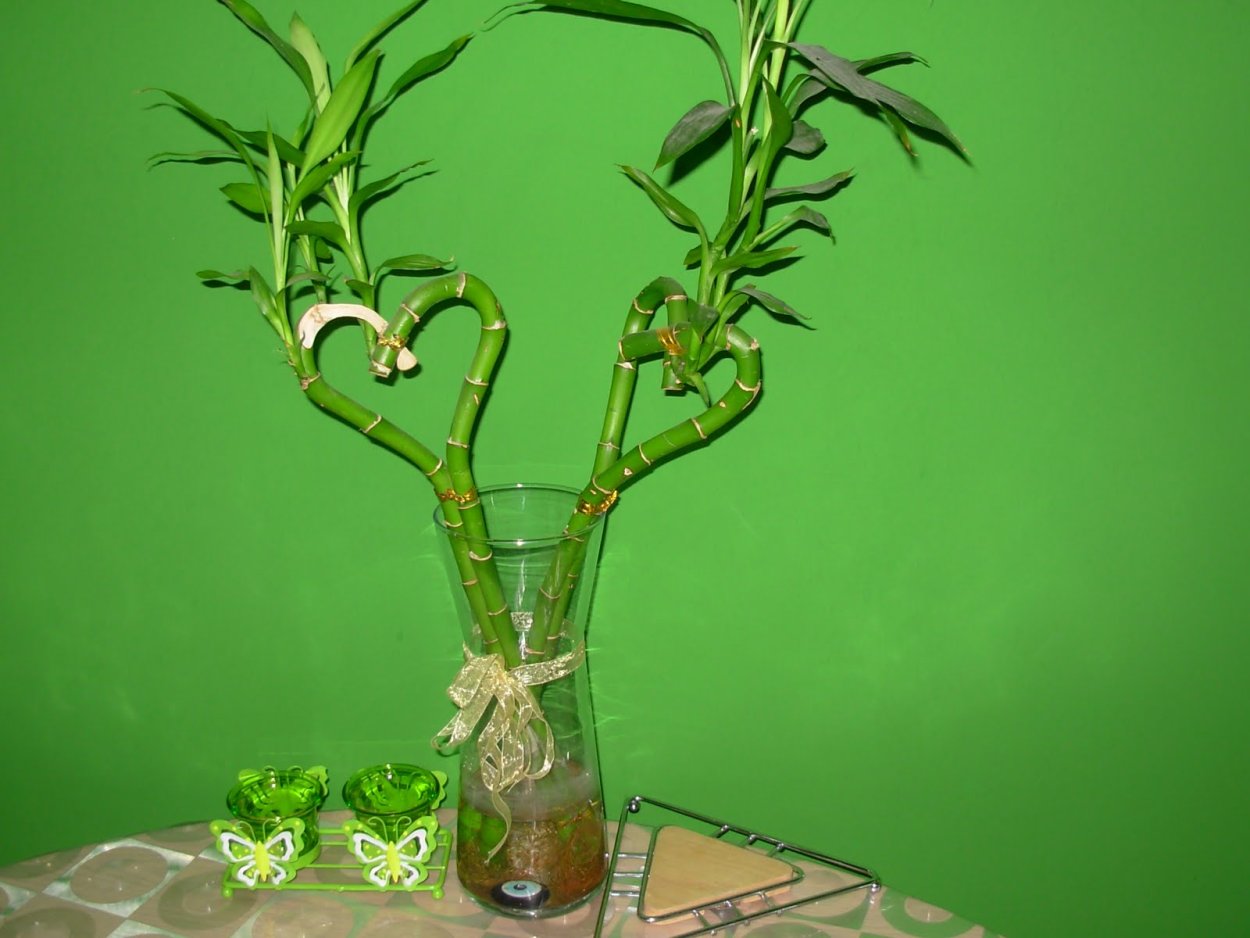 Бамбук лаки спираль в интерьере