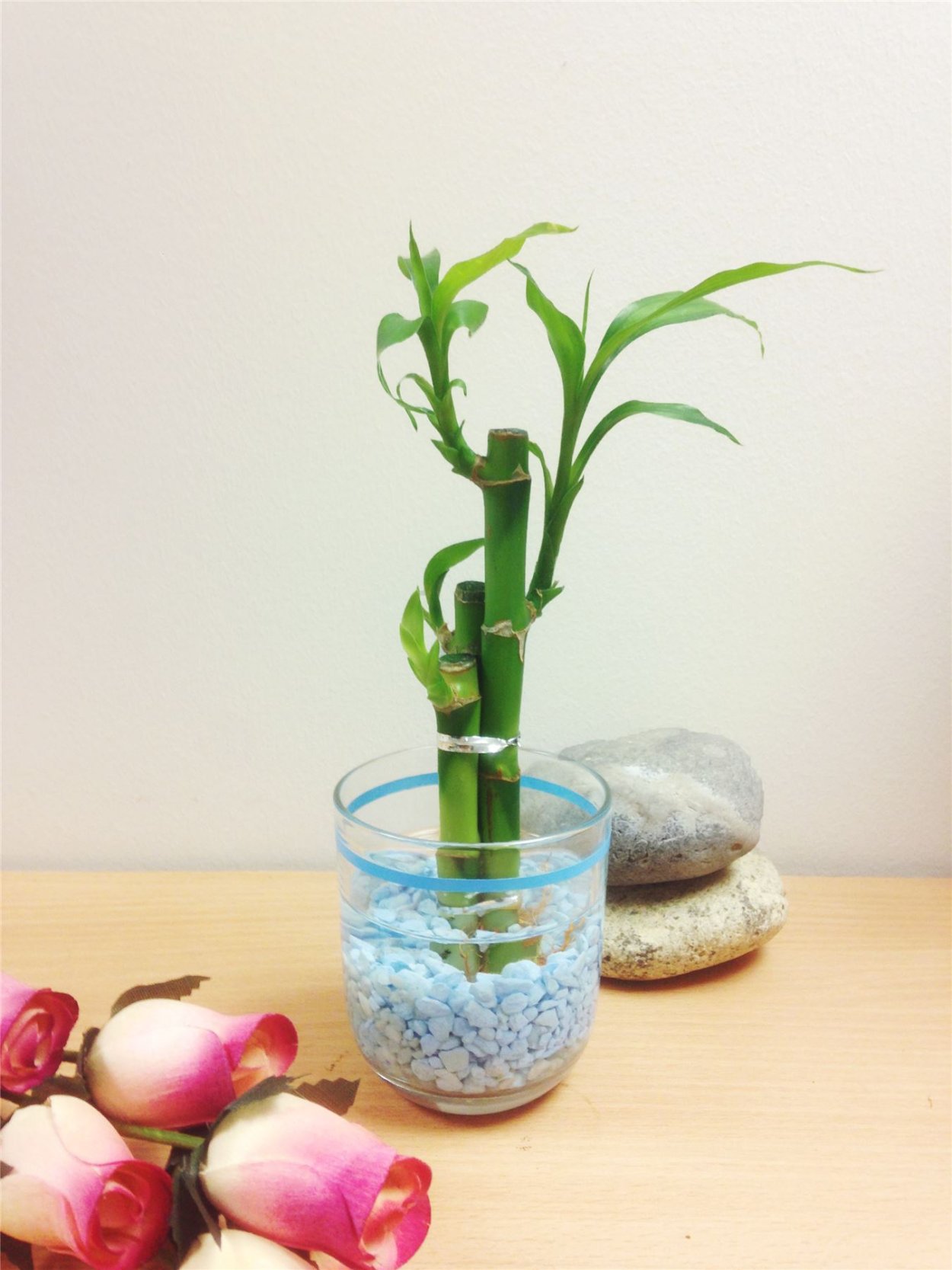 Драцена в гидрогеле