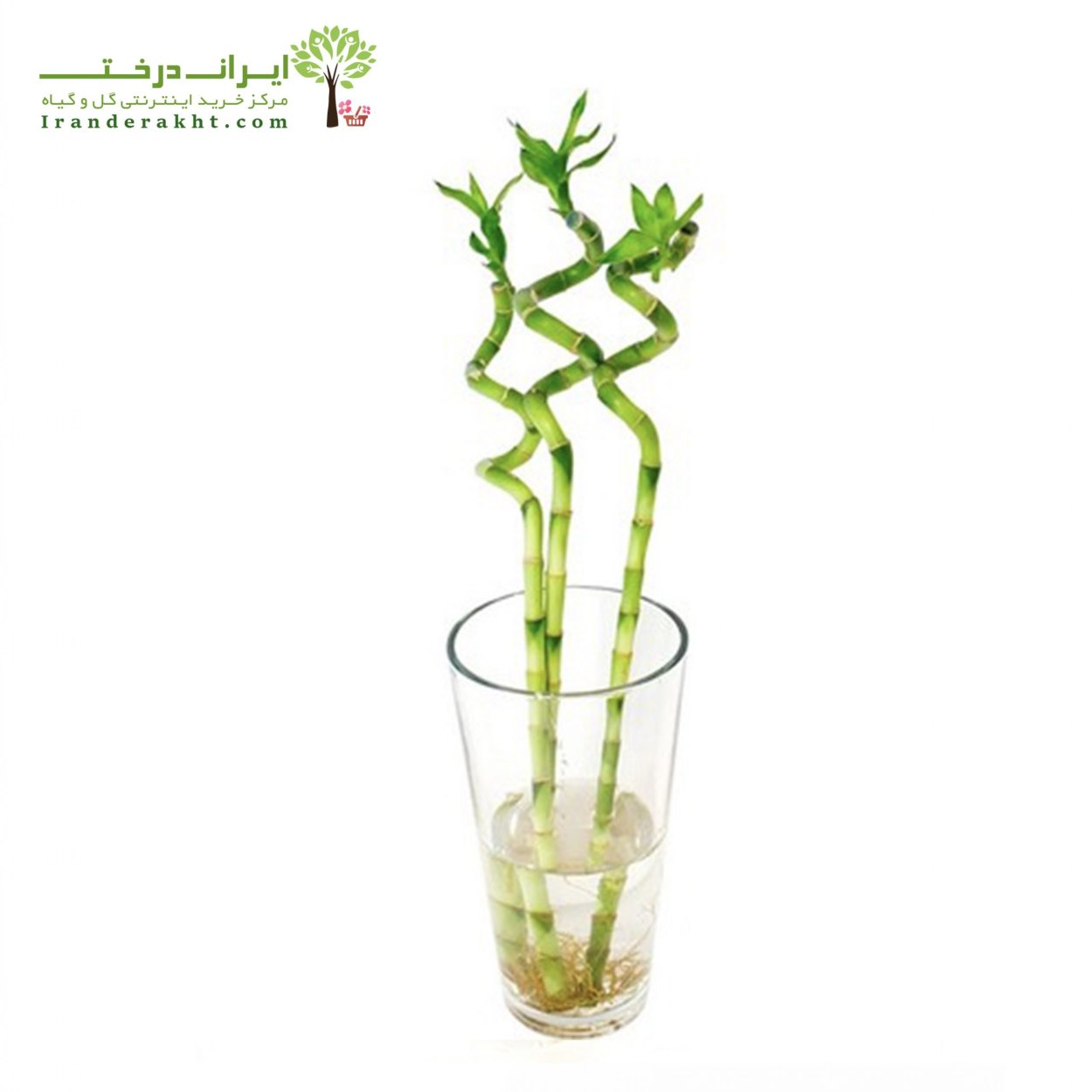 Драцена Сандера лаки бамбук