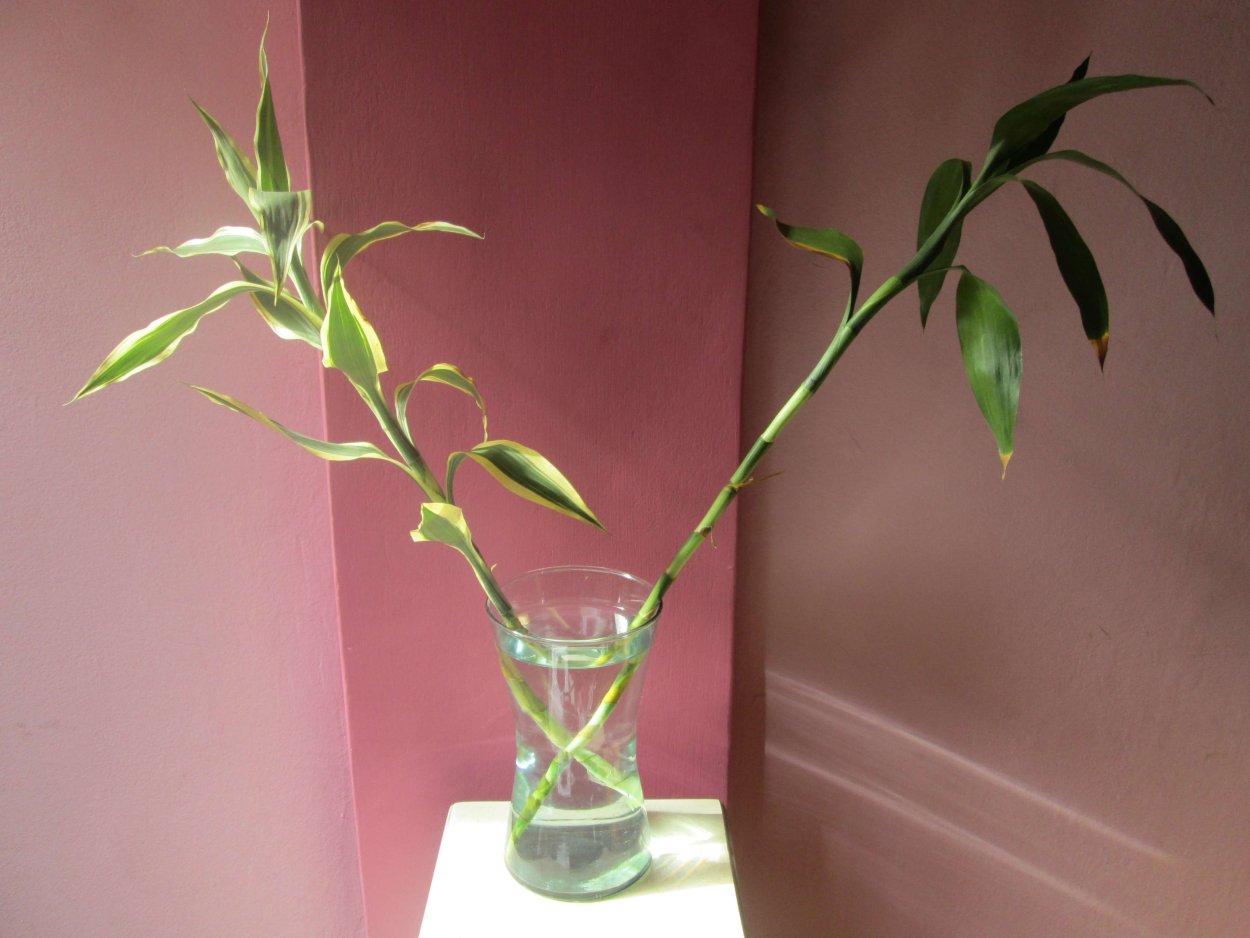 Bamboo Wallpaper Relax