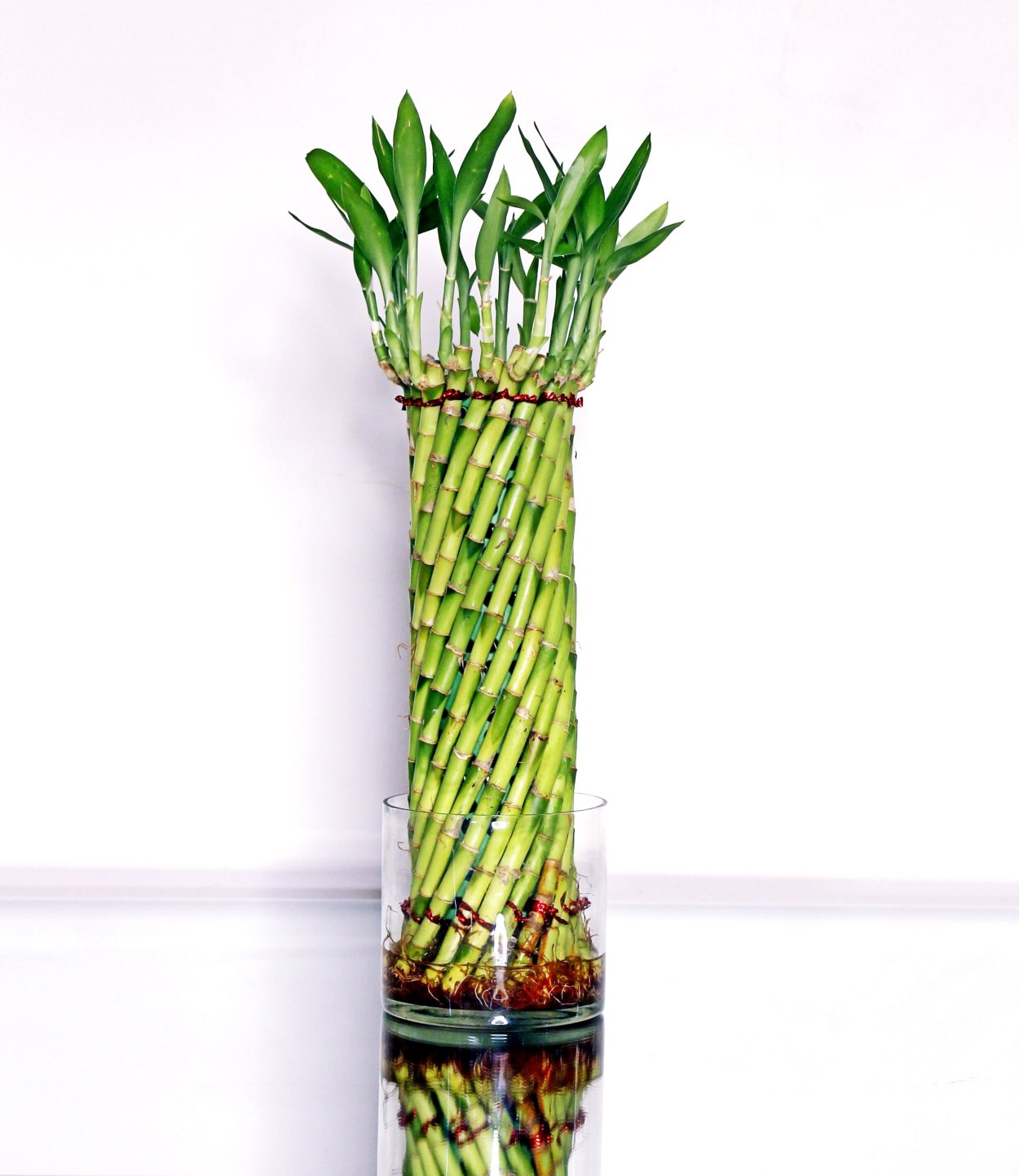 Бамбук лаки (спираль) d5 h50