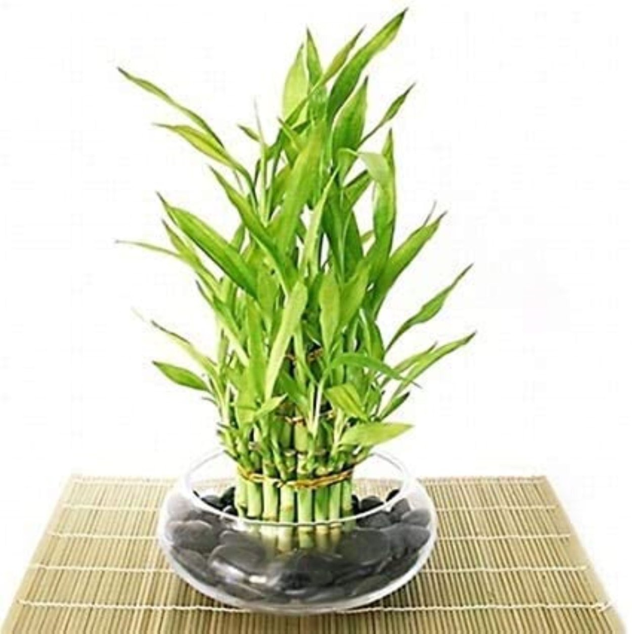 Бамбук Каскад комнатный