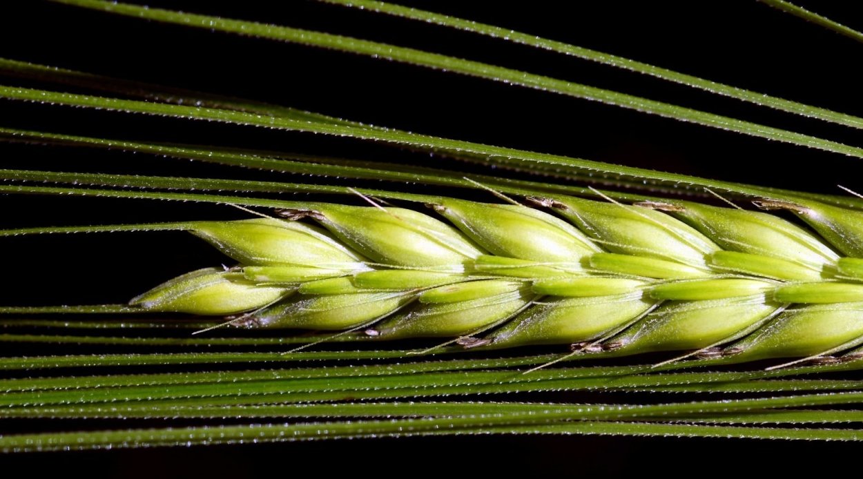 Ячмень обыкновенный соцветие