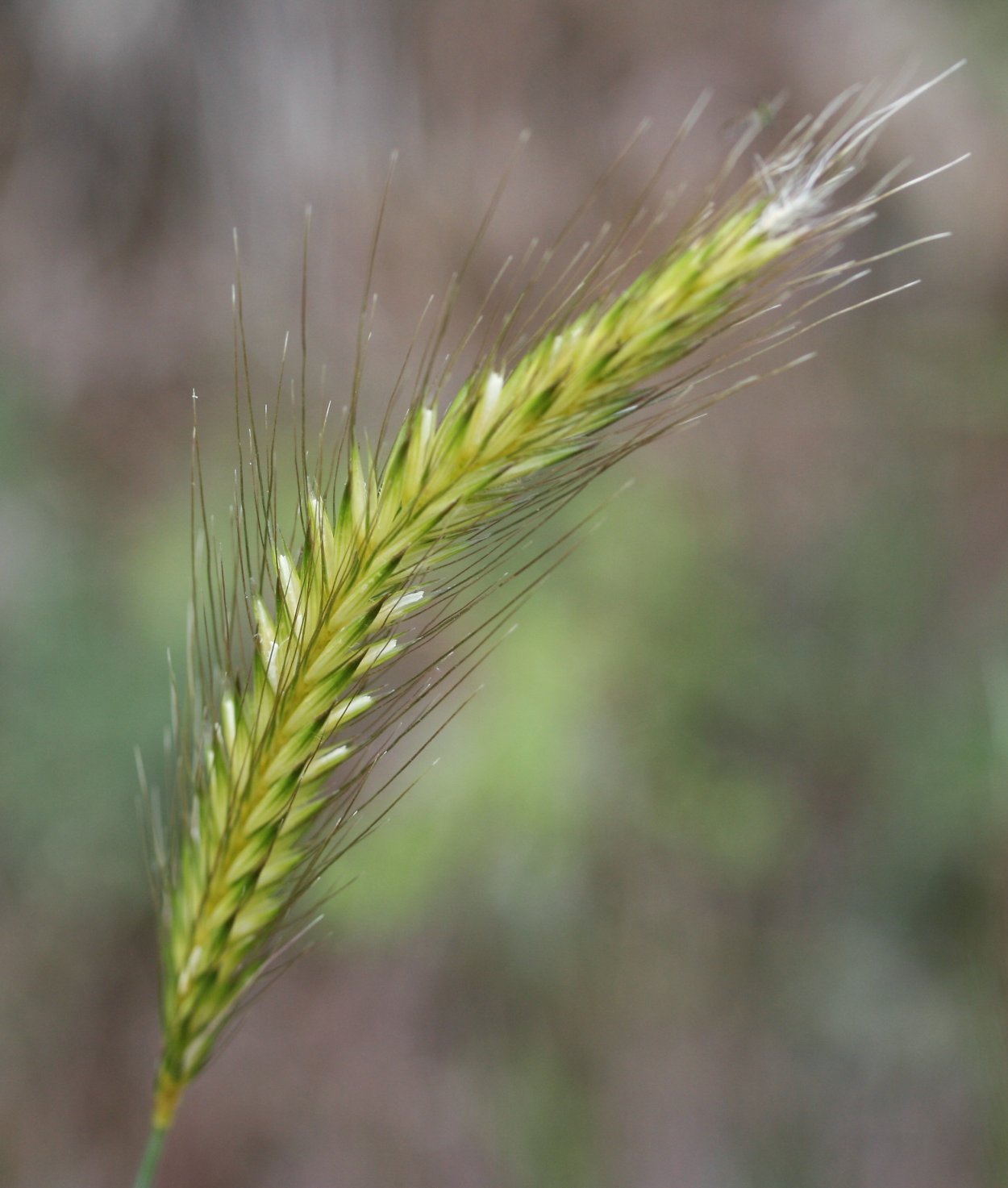 (Secale Ciliatiglume)