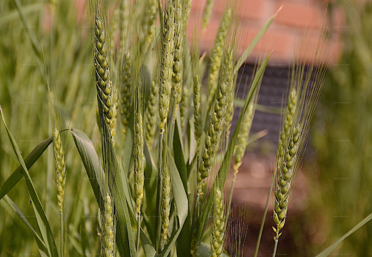 Triticum aestivum l.
