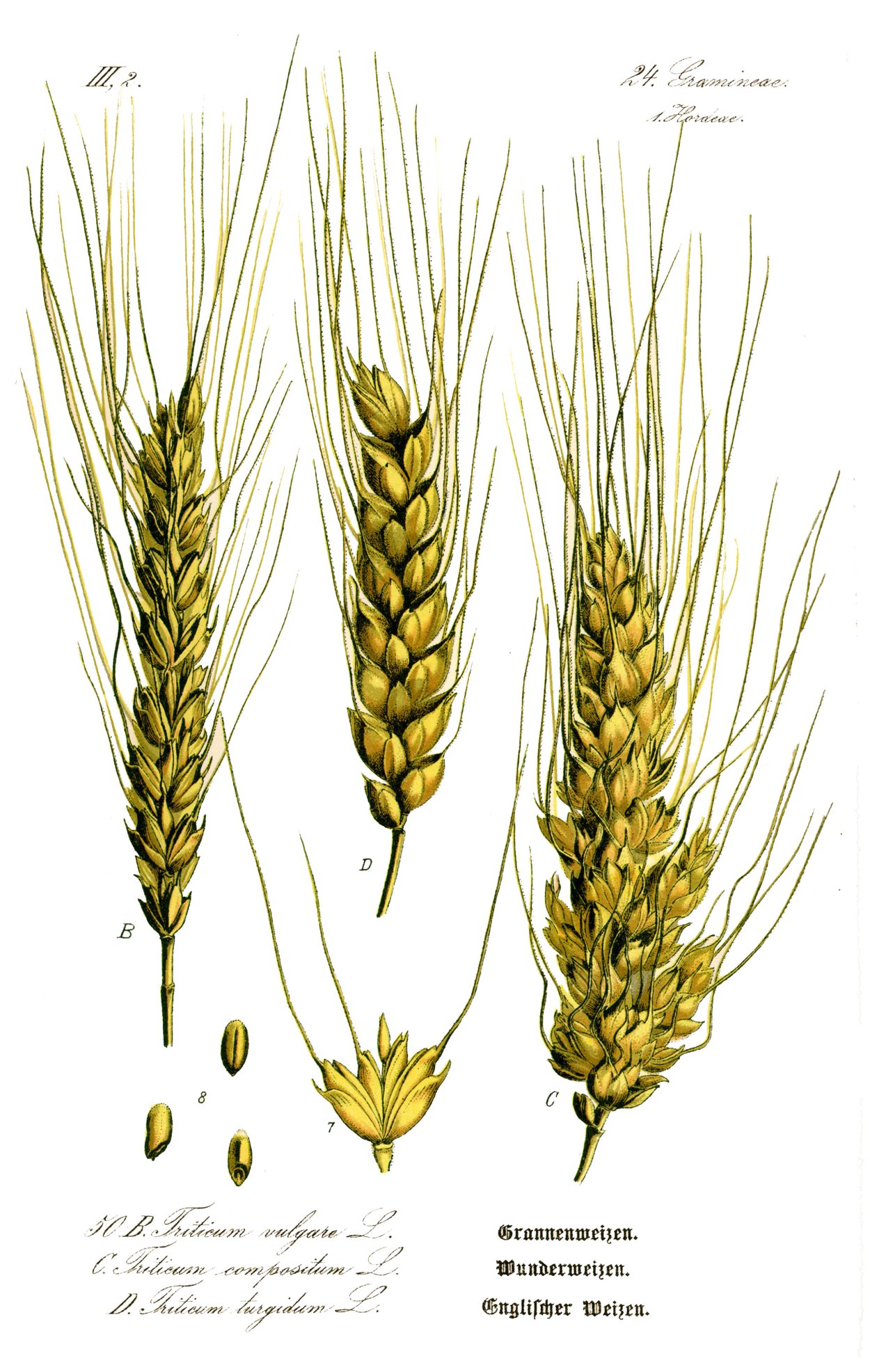 Triticum turgidum