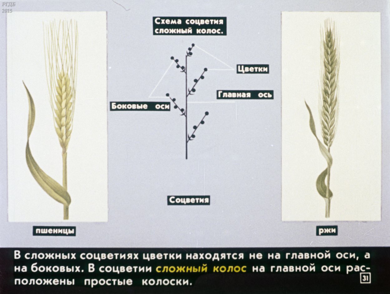 Тип соцветия пшеницы
