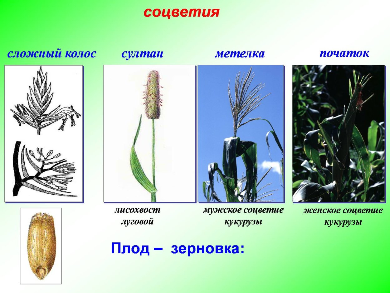 Однодольные растения кукуруза