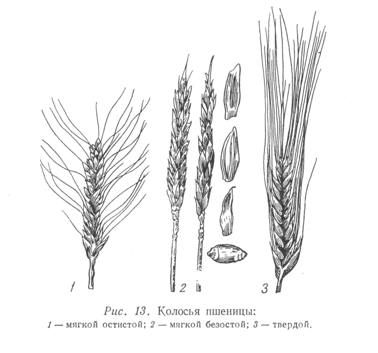 Колос озимой пшеницы схема