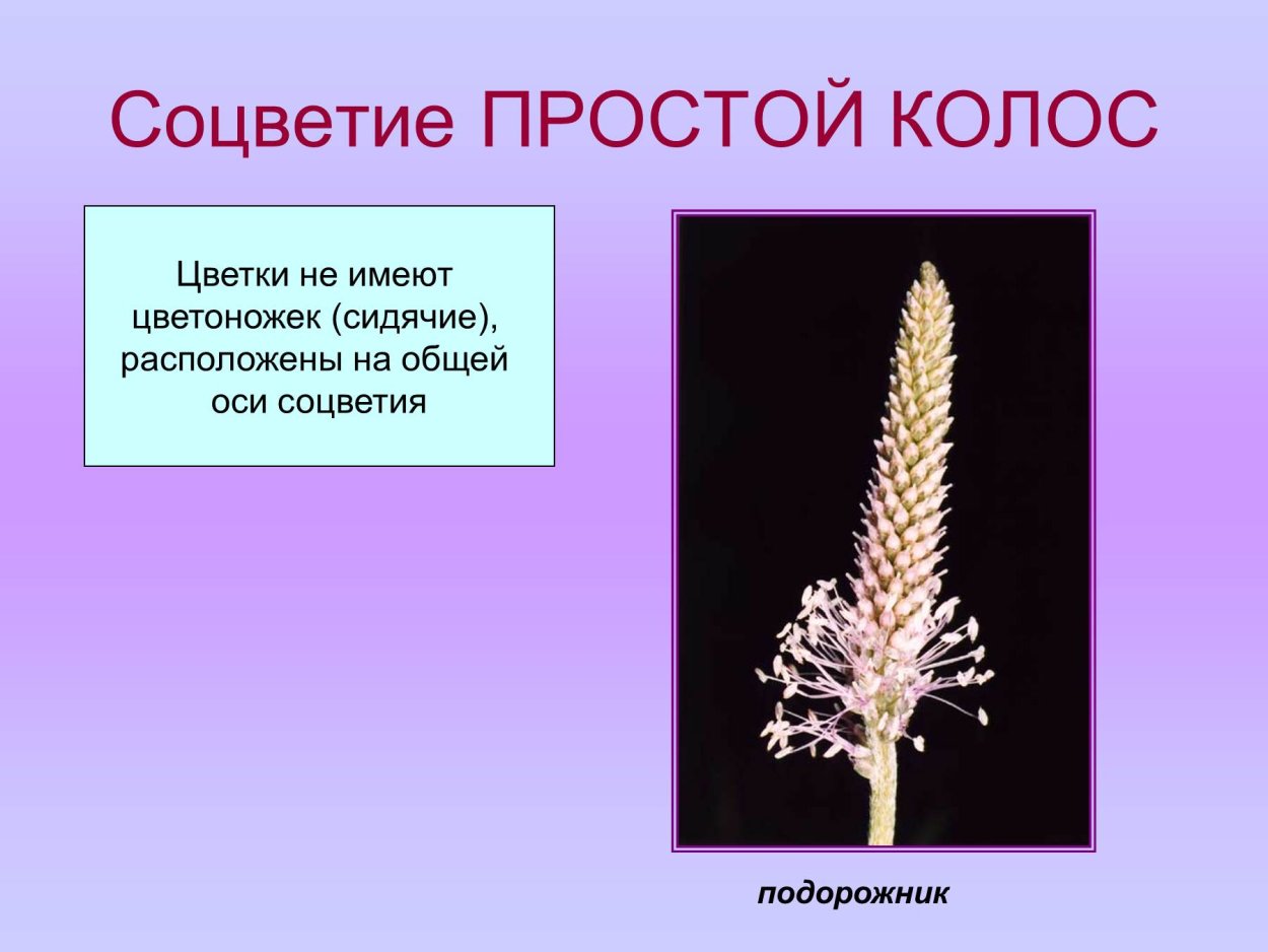 Характеристика соцветия Колос