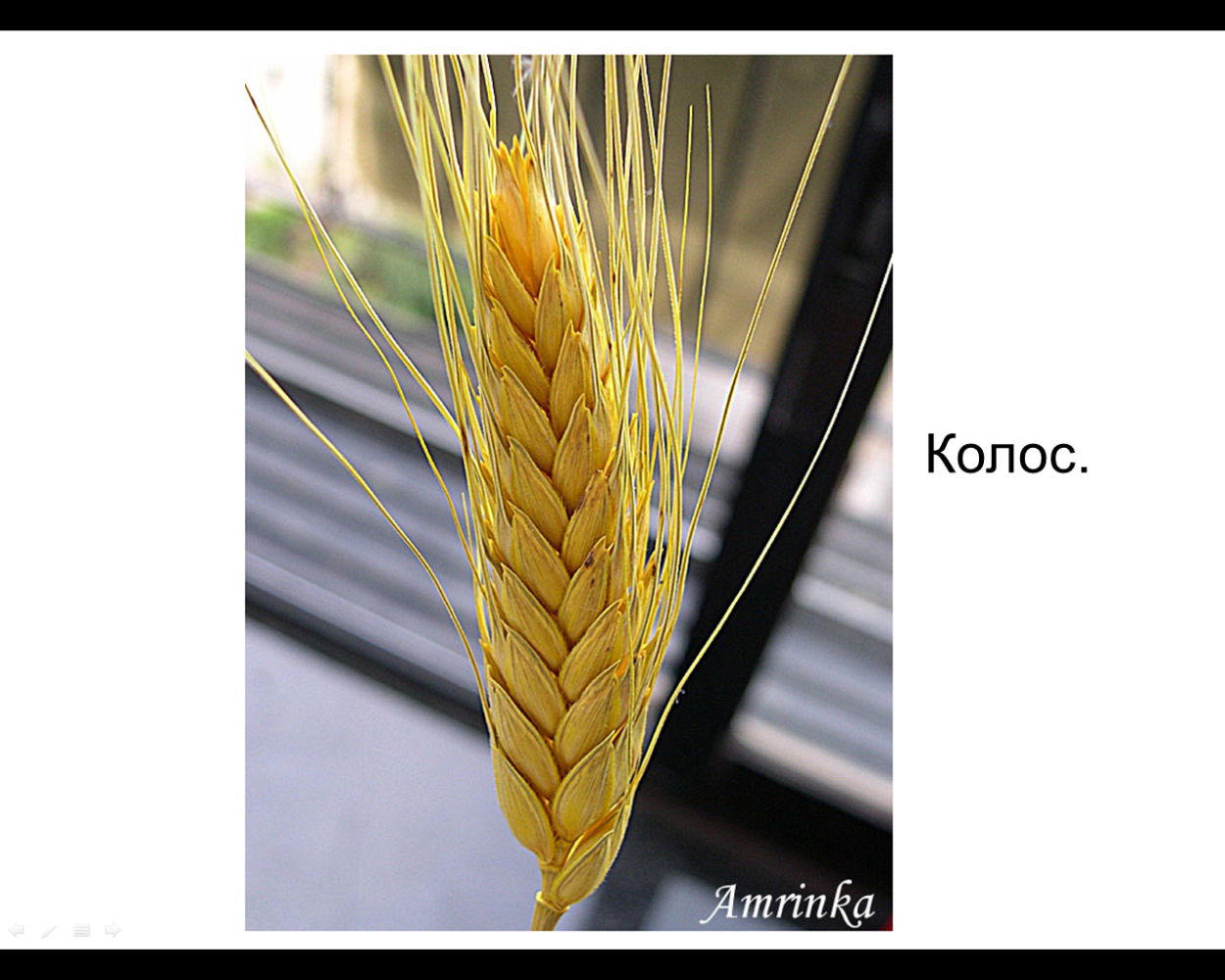 Строение Колоса пшеницы