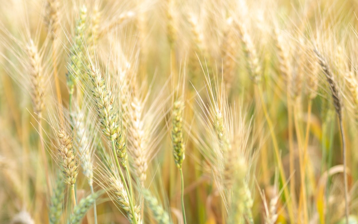 Зерновые культуры