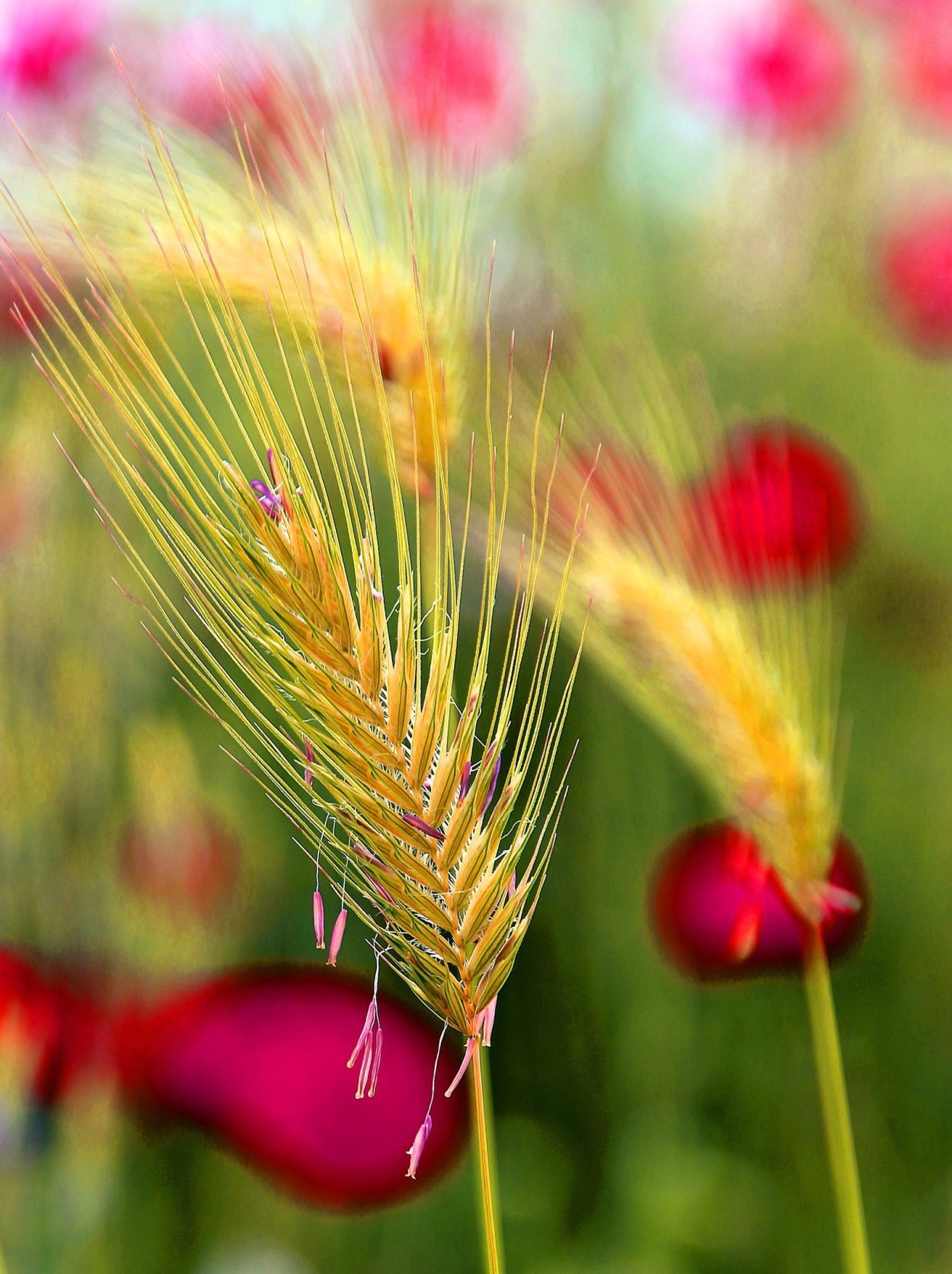 Цветение пшеницы