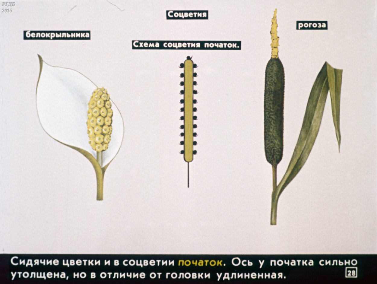 Соцветие початок