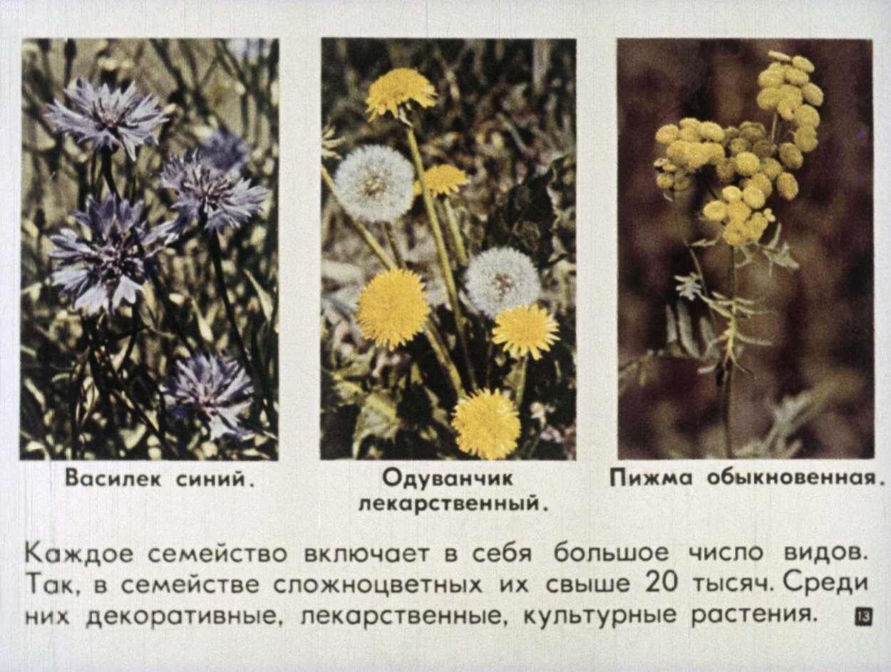 Цветковые растения место обитания