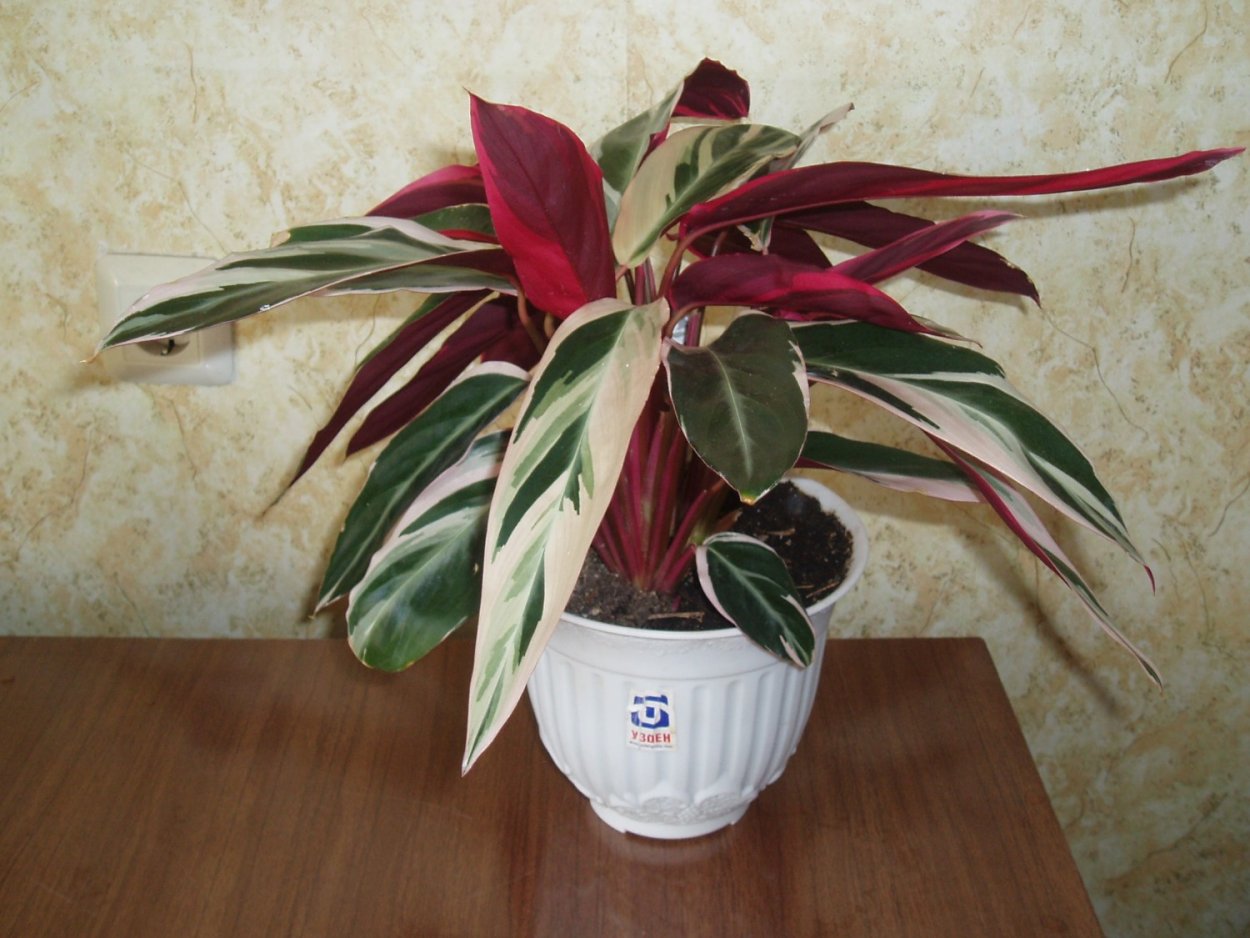 Строманта маранта