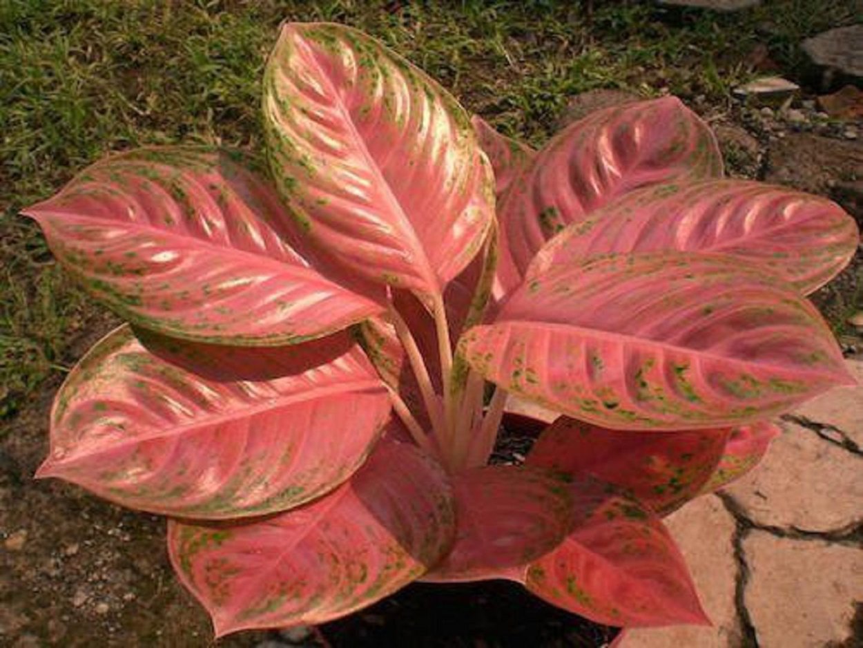 Сортовые аглаонемы